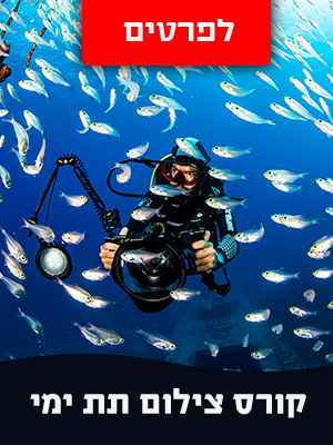 בועז סמוראי 